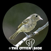 Hutton's Vireo - Pacific