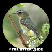 Philadelphia Vireo