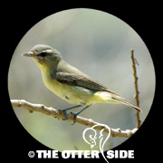 Philadelphia Vireo