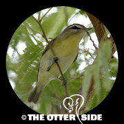 Philadelphia Vireo