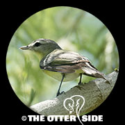 Philadelphia Vireo
