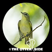 Philadelphia Vireo