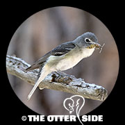 Plumbeous Vireo