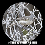 Plumbeous Vireo