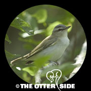 Red-eyed Vireo