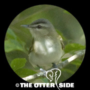 Red-eyed Vireo