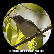 Warbling Vireo - Eastern