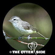 Warbling Vireo - Western