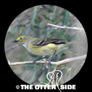 White-eyed Vireo