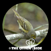 White-eyed Vireo