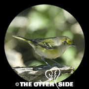 White-eyed Vireo