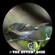 White-eyed Vireo