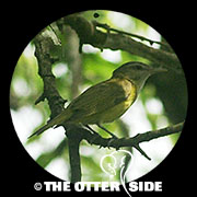 Yellow-green Vireo