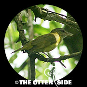 Yellow-green Vireo