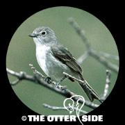 Gray Vireo