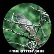 Gray Vireo