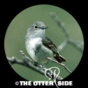 Gray Vireo