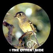 Hutton's Vireo - Southwestern