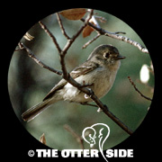 Hutton's Vireo - Southwestern
