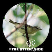 Philadelphia Vireo