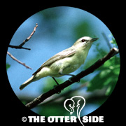 Philadelphia Vireo