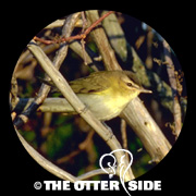 Red-eyed Vireo