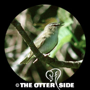 Red-eyed Vireo