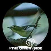 Yellow-throated Vireo