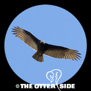 Turkey Vulture
