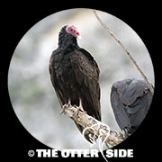 Turkey Vulture