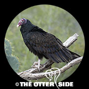 Turkey Vulture