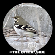 Forest Wagtail