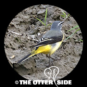 Gray Wagtail