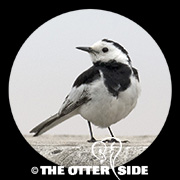 White Wagtail