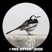 White Wagtail