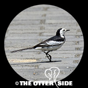 White Wagtail