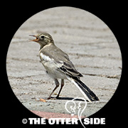 White Wagtail