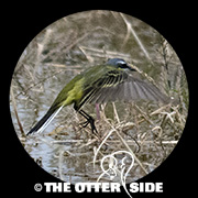 Eastern Yellow Wagtail