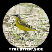 Eastern Yellow Wagtail