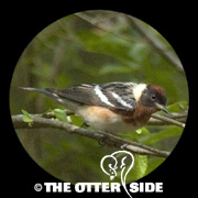 Bay-breasted Warbler