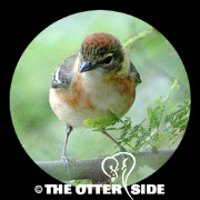 Bay-breasted Warbler