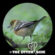 Bay-breasted Warbler
