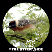 Bay-breasted Warbler