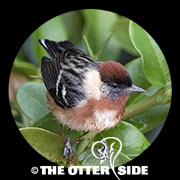 Bay-breasted Warbler