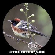 Bay-breasted Warbler