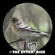Bay-breasted Warbler