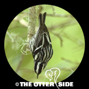 Black-and-white Warbler
