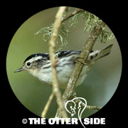 Black-and-white Warbler