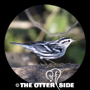 Black-and-white Warbler