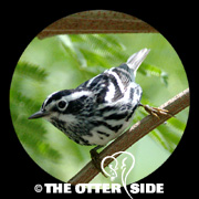 Black-and-white Warbler